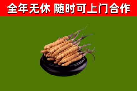 桃城烟酒回收冬虫夏草.jpg