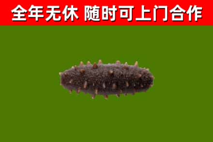桃城回收海参干